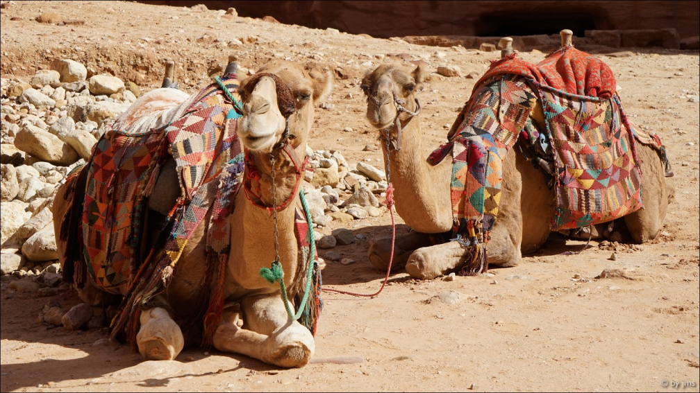 Petra-Kamele-zwei