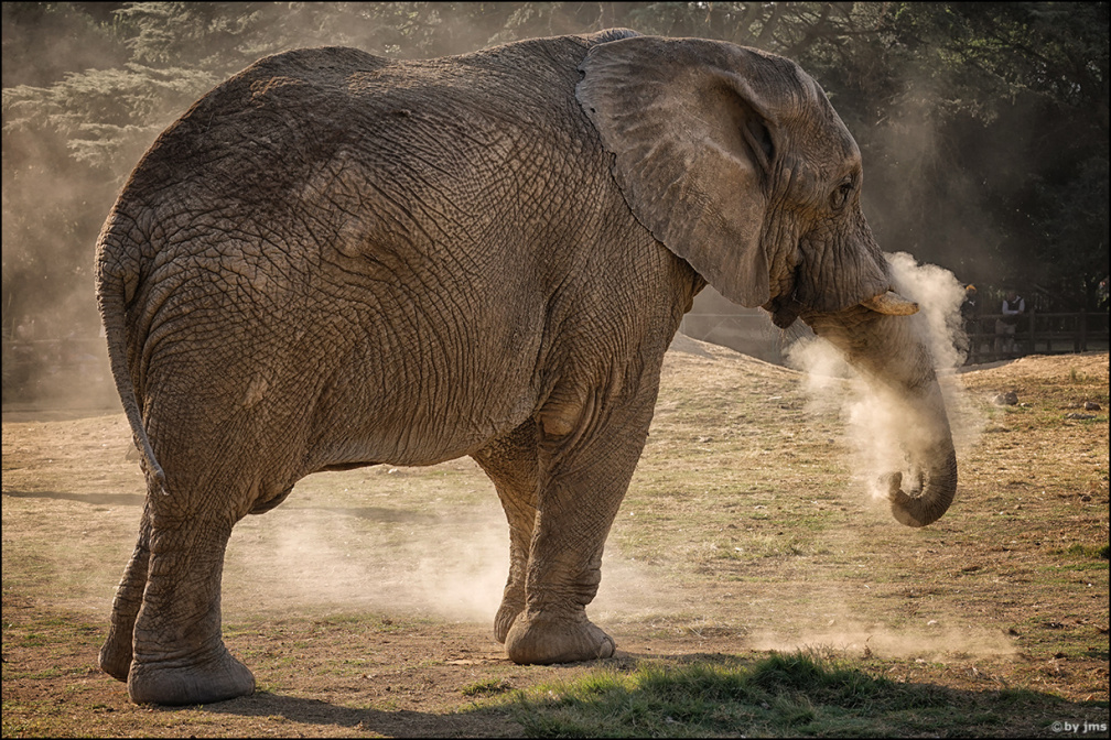 Elefant-Zoo-Johannesburg-1