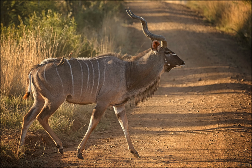 kudu-rotschnabel-weg