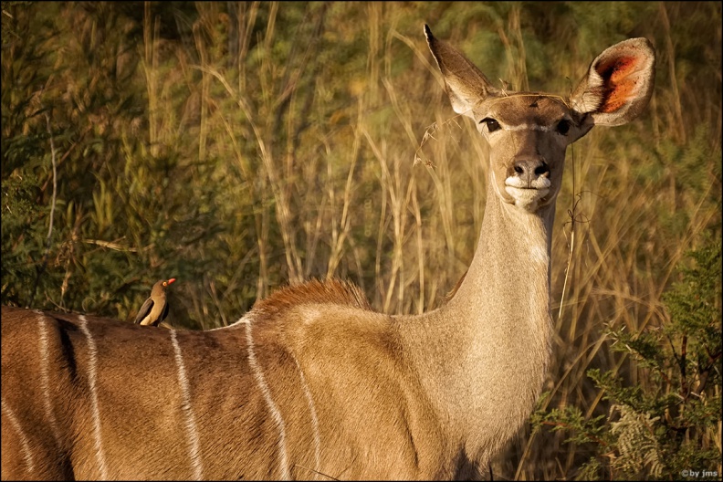 kudu-weibchen-rotschnabel-madenhacker