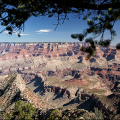 grand-canyon-desert-view-tree
